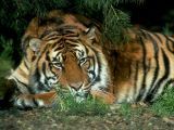 tigris.jpg